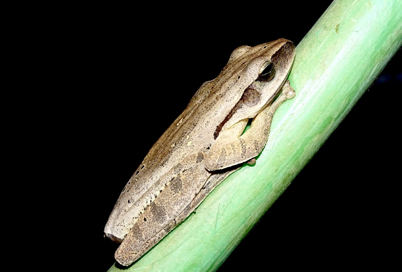 Amphibians — Wild Whisper India
