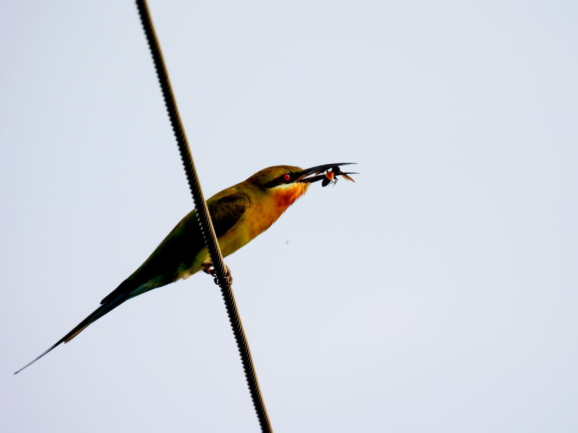 Birds — Wild Whisper India