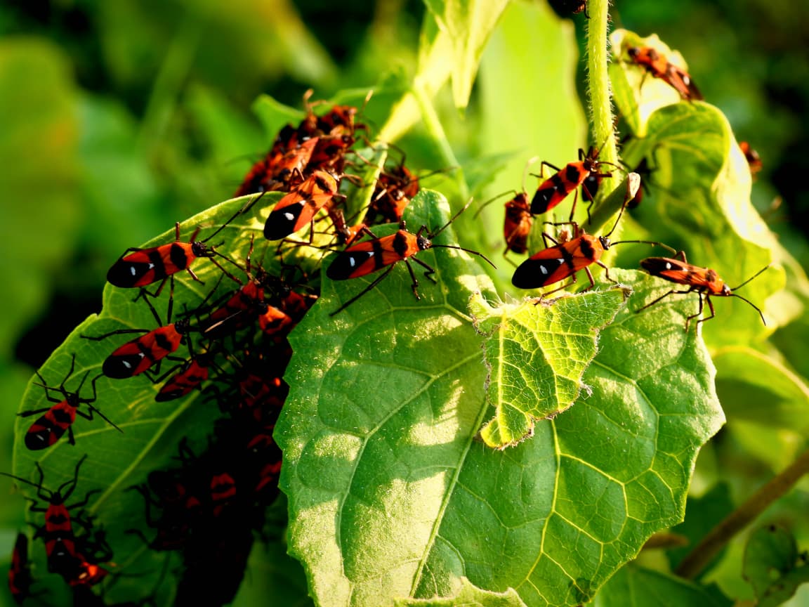 Insects — Wild Whisper India
