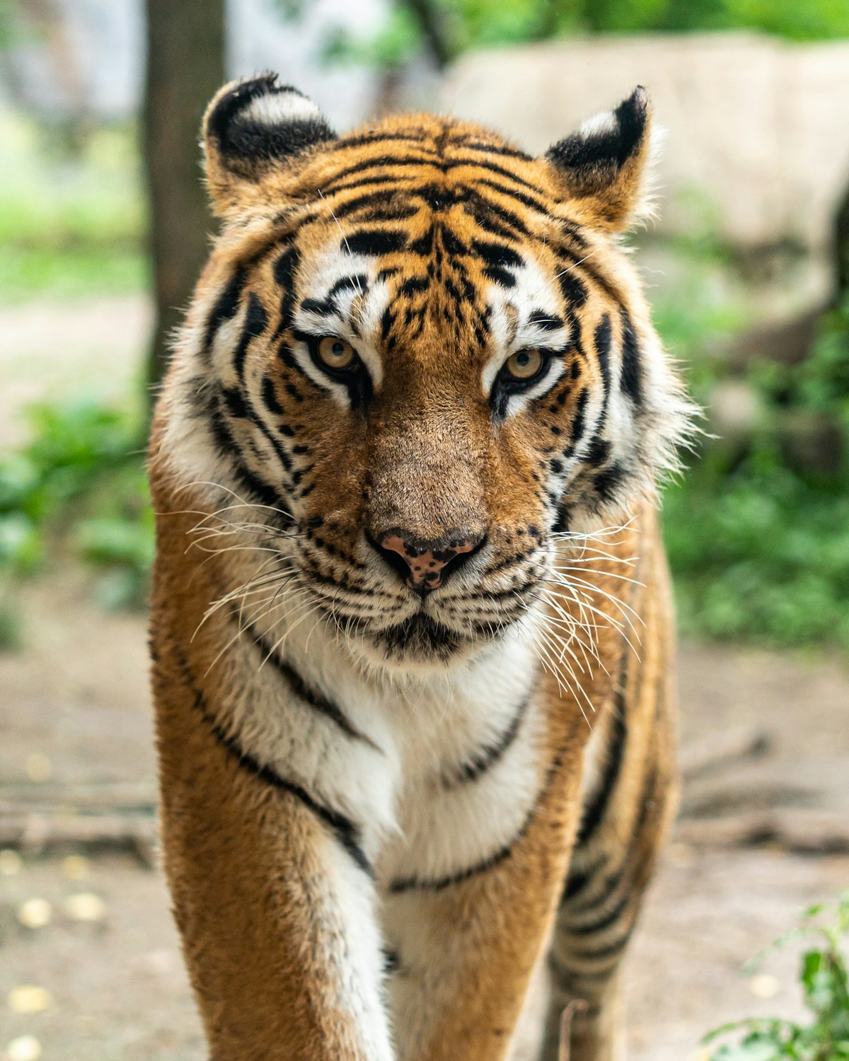 Bengal Tiger in the wild