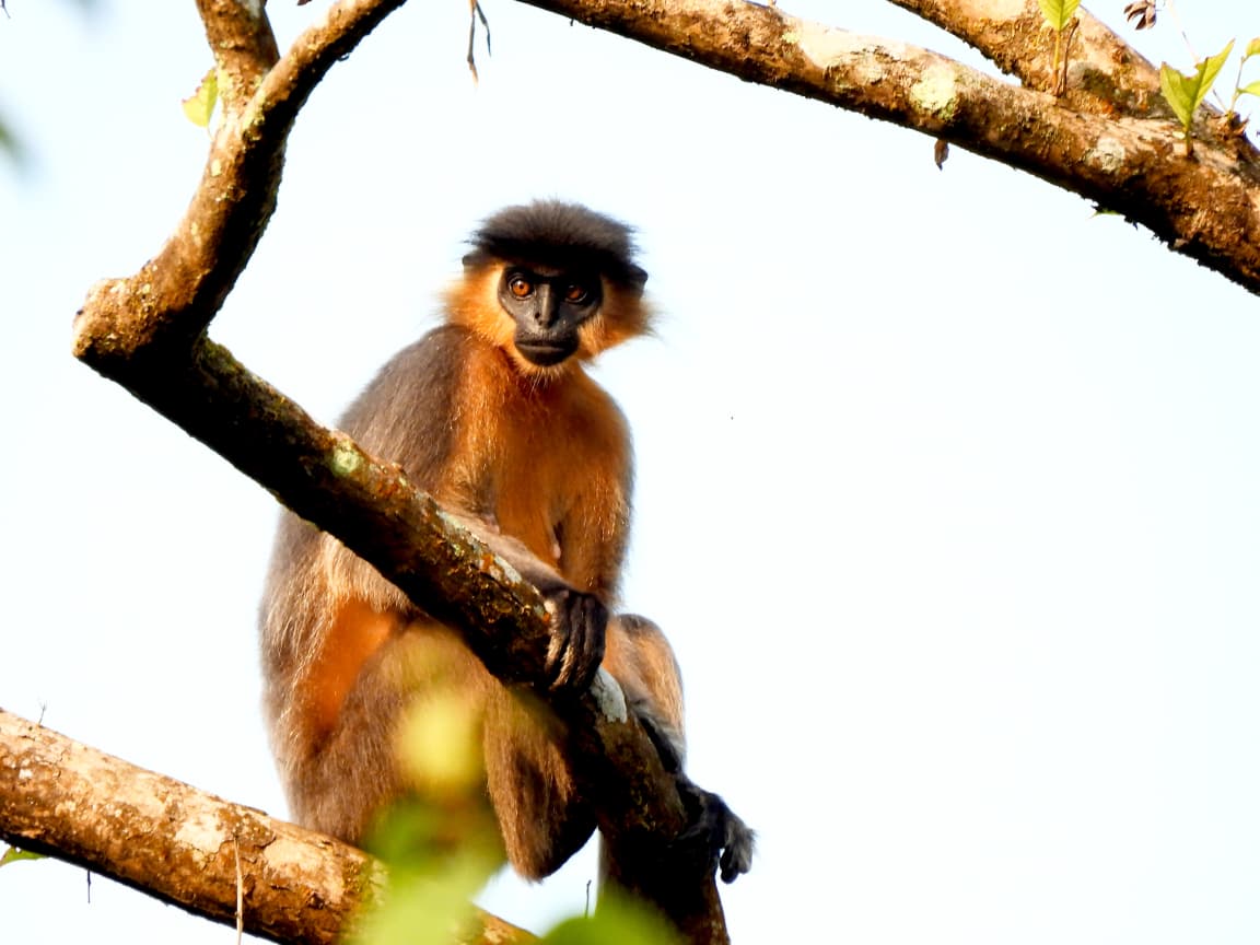 Mammals — Wild Whisper India