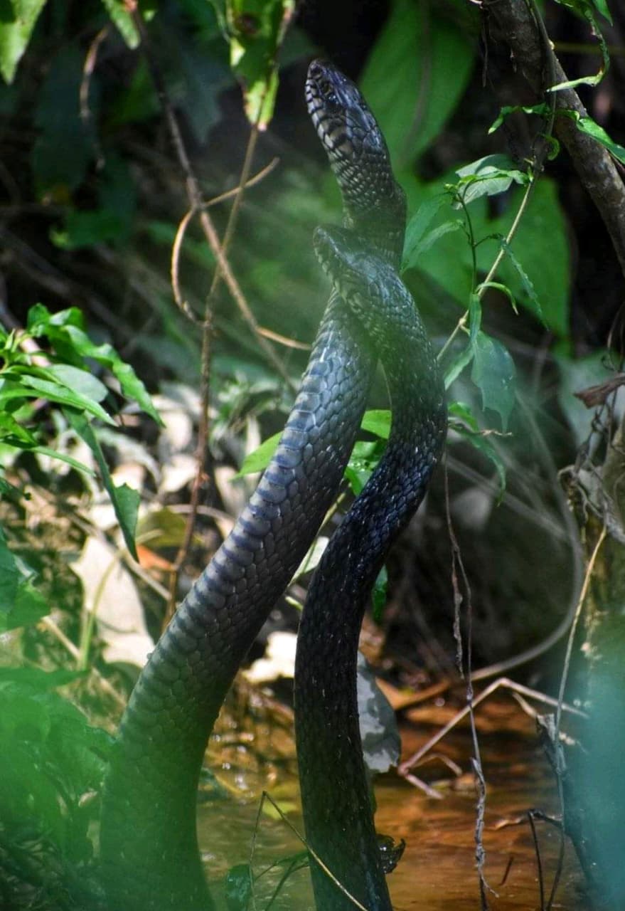 Reptiles — Wild Whisper India
